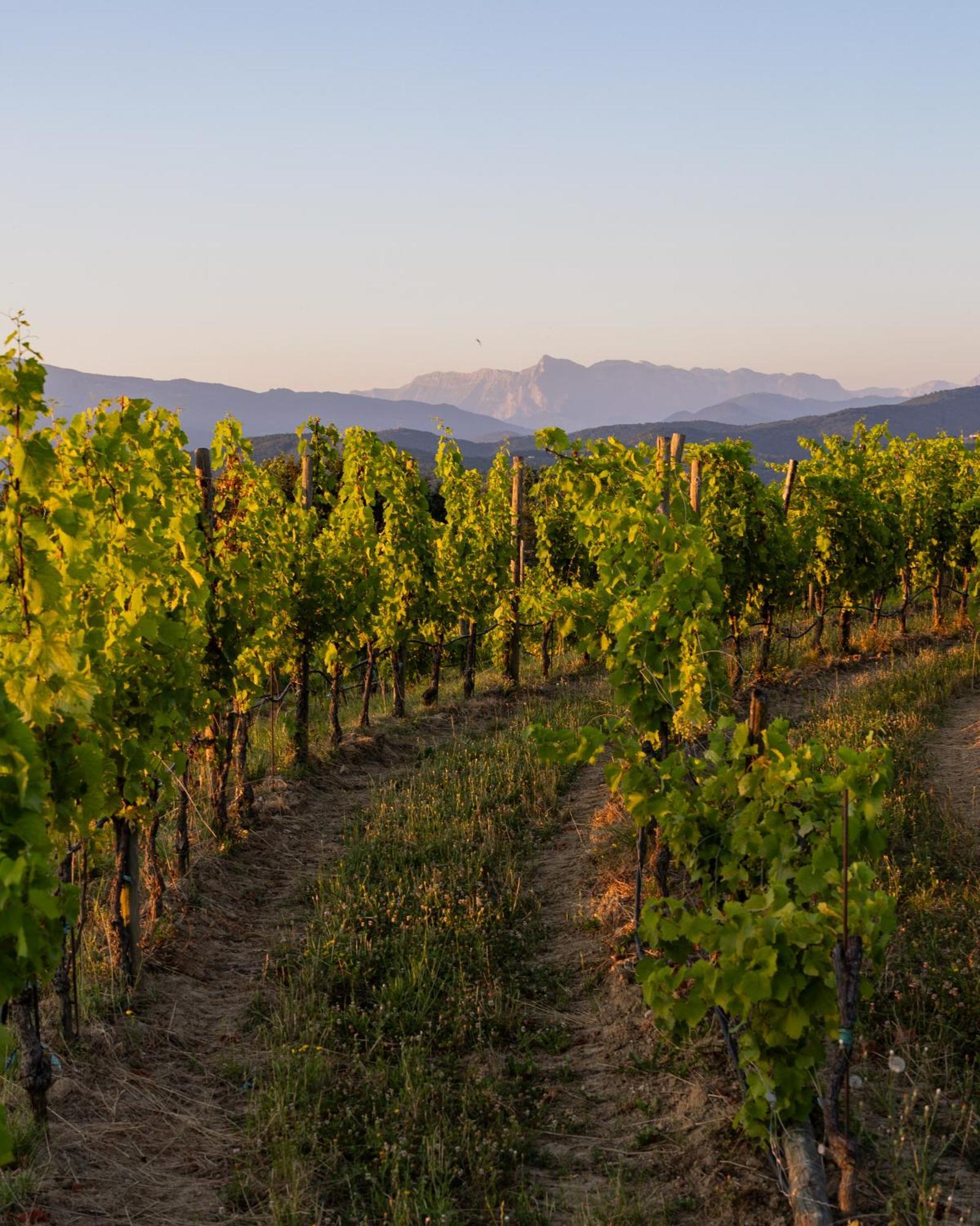 Tenuta Perusini Corno di Rosazzo المظهر الخارجي الصورة