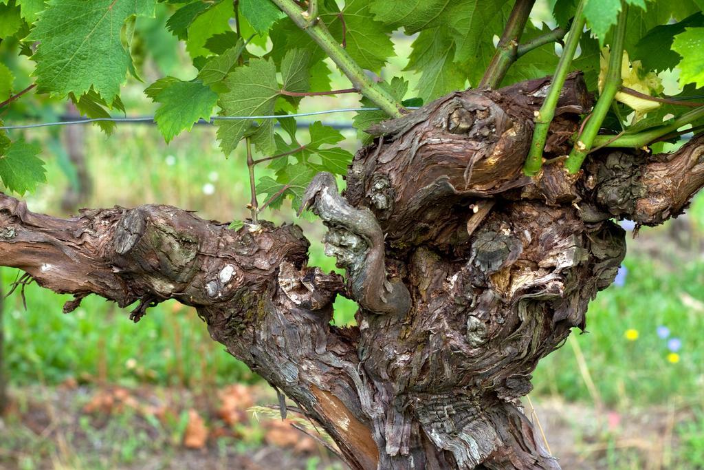 Tenuta Perusini Corno di Rosazzo المظهر الخارجي الصورة